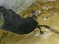 Rzęsorka rzeczka – jedynego przedstawiciela ssaków jadowitych w Polsce – można spotkać na brzegu rzek i kanałów, m.in. nad Strumieniem w Kampinoskim Parku Narodowym. Fot. Wildlife Wanderer, źródło: https://www.flickr.com/photos/wildlifewanderer/5895398408/in/photolist-eySuz3-atDYWZ-aFRkct-bK4dEV-a7ohbL-9YXsy9-eyPhF6-eyPfjg-eySpwj
